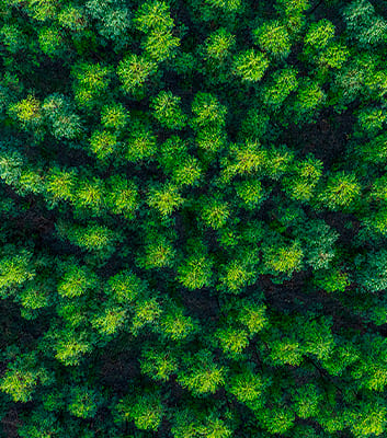 Lecta continua a progredire verso la piena applicazione del Regolamento Europeo sulla Deforestazione (EUDR) Lecta continua a progredire verso la piena applicazione del Regolamento Europeo sulla Deforestazione (EUDR)