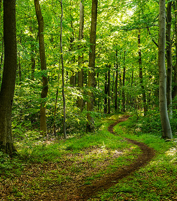 Dichiarazione di Lecta sul Regolamento Europeo sulla Deforestazione (EUDR)